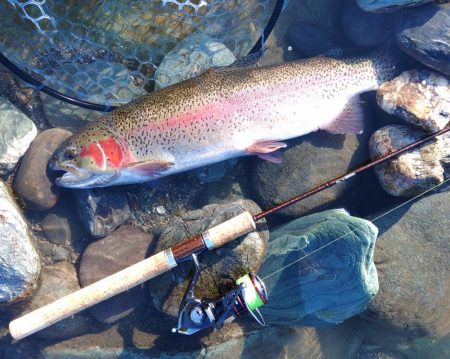 またやられた ～天竜川ルアーフライ専用区～